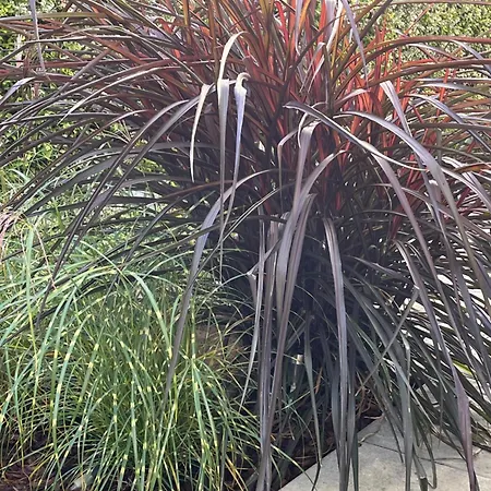 Apartman Bela - Apartamenty, Z Aneksami, Parking