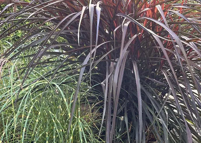 Appartamento Bela - Apartamenty, Z Aneksami, Parking